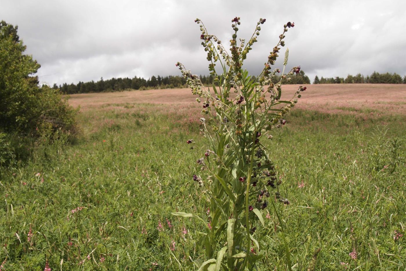 Hound's Tongue plant